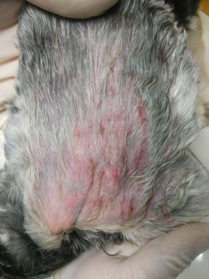 猫咪得了耳血肿,怎么办?