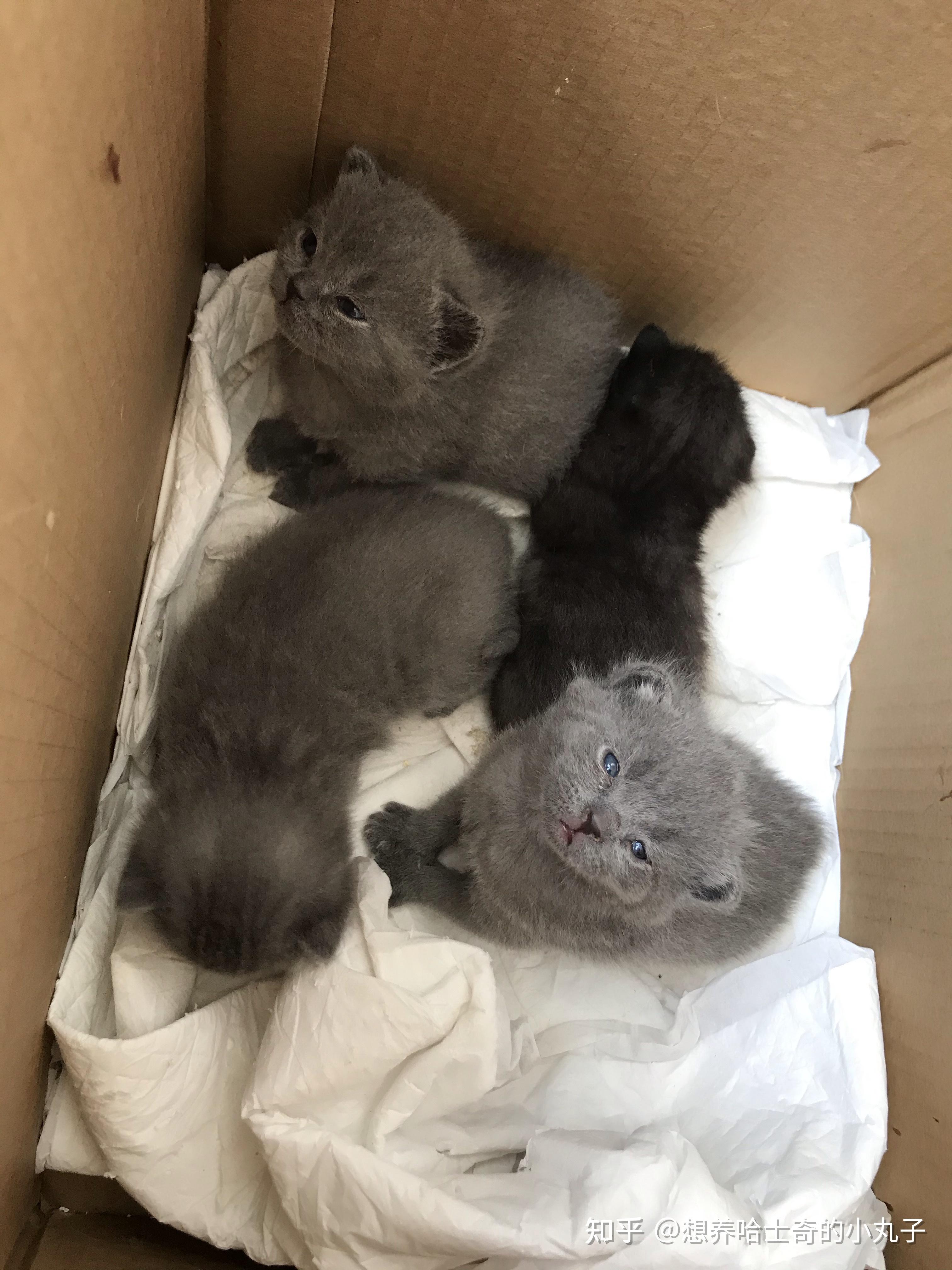 蓝猫和银渐层能配出什么样的小猫