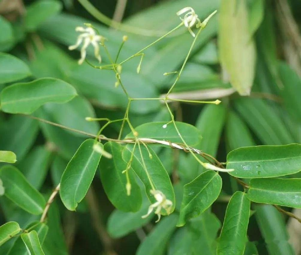 【植物界全系列】夹竹桃科—杠柳亚科 - 知乎