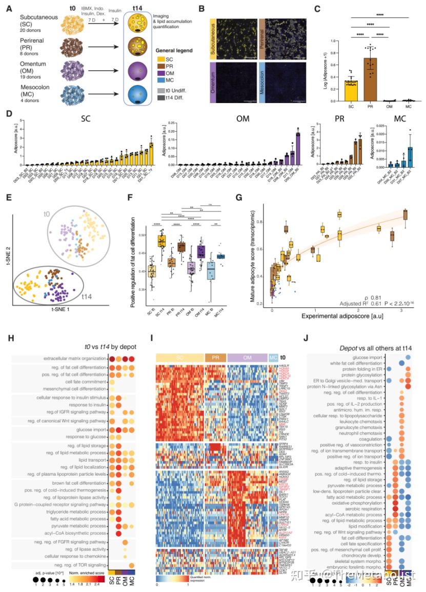 Cell Metabolism：脂海漫漫藏异彩，网膜深处觅真形 - 知乎