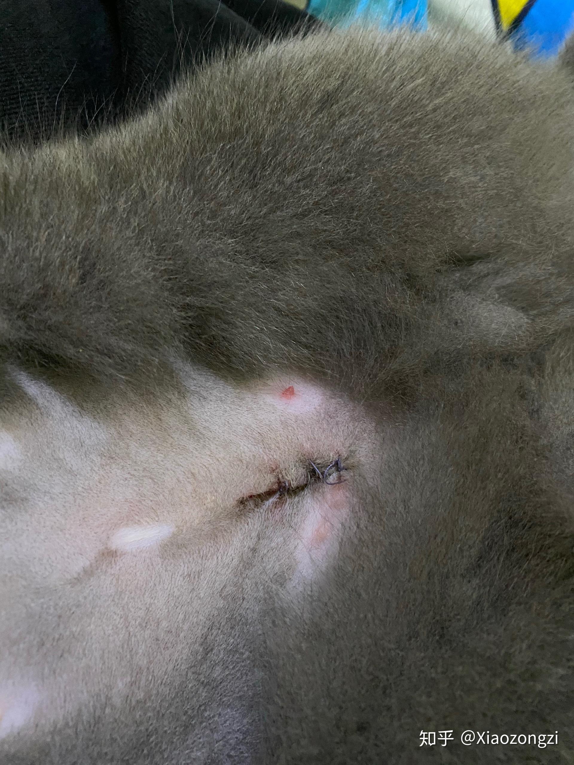 母猫绝育伤口应该多大