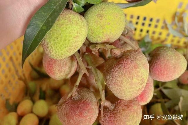 为什么荔枝被称为「东方爱情果」?荔枝会像牛油果、车厘子一样成为国际高端水果吗? - 知乎