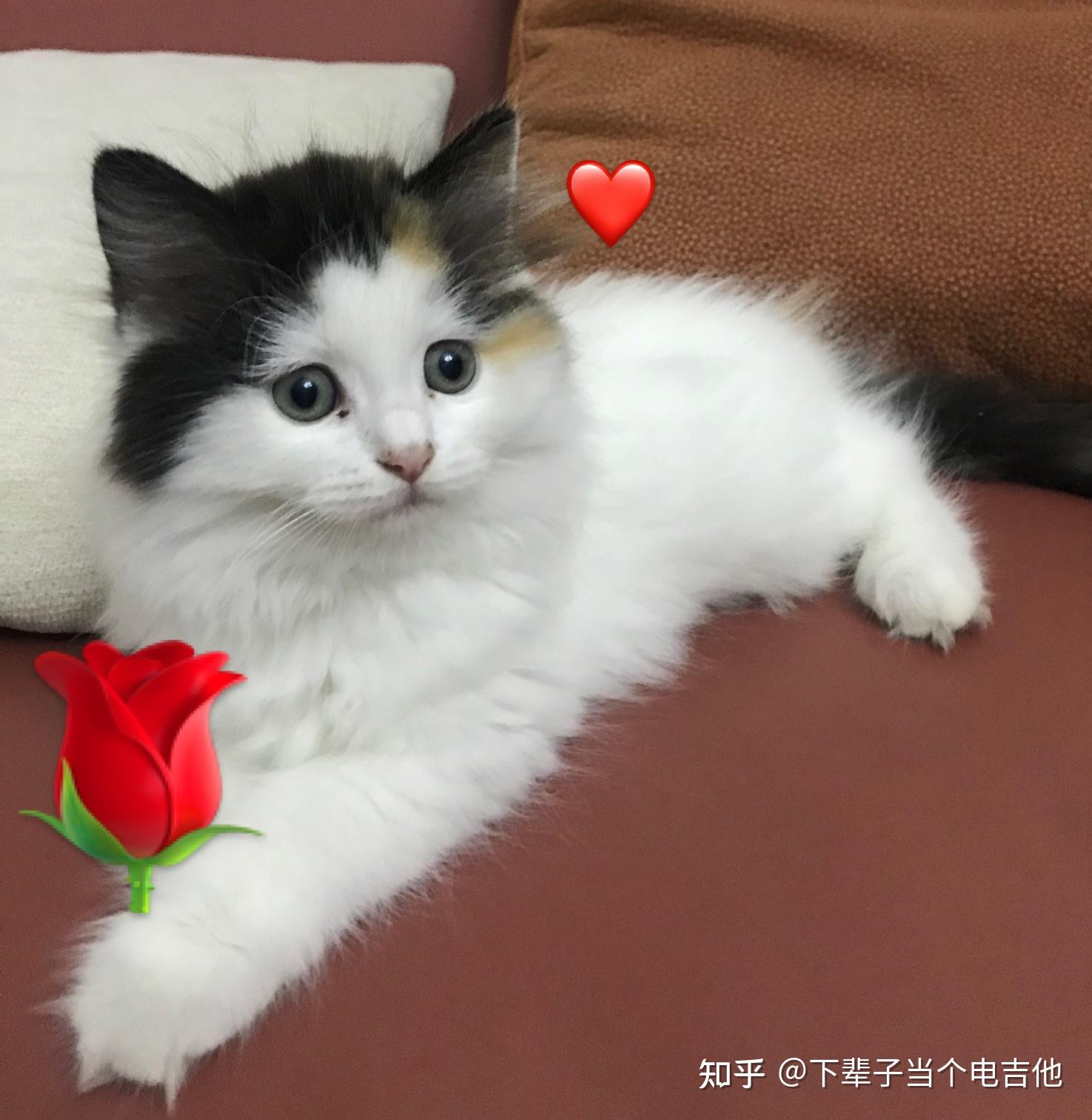 我能看看你家喵喵吗? - 知乎