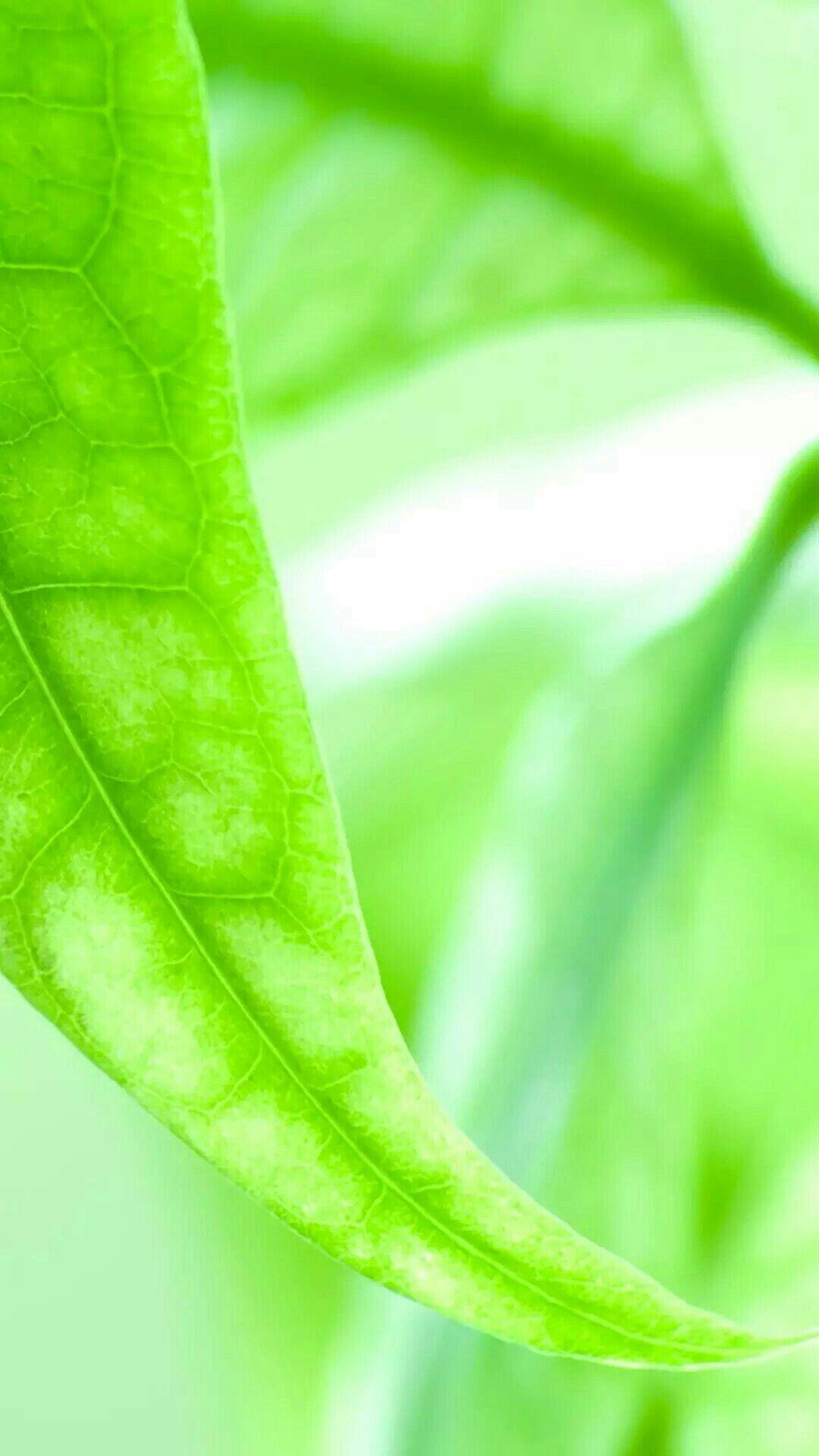 绿色的电脑壁纸比其他颜色的更加保护眼睛吗? - 知乎