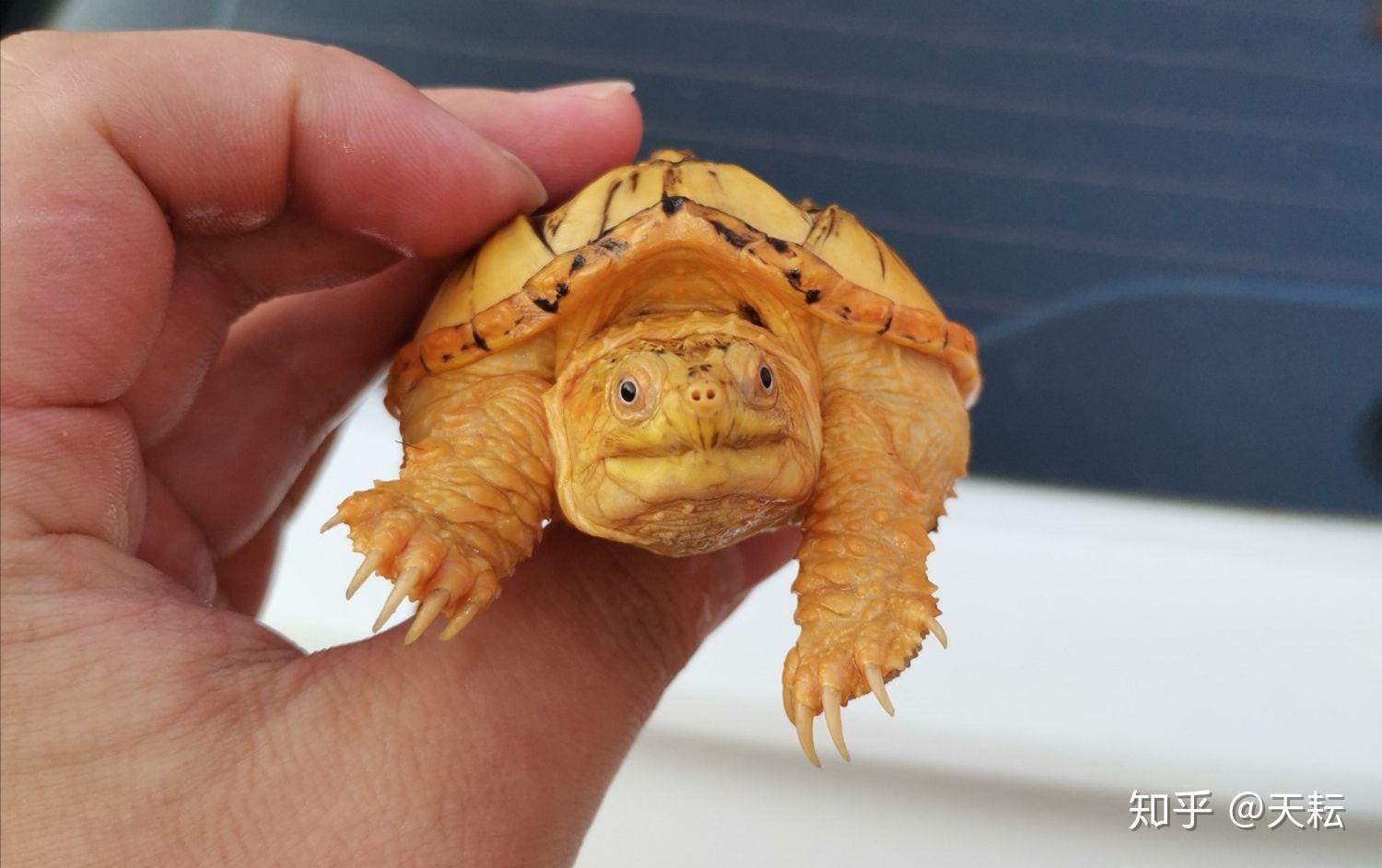 金黄壳的鳄龟多少钱也不知道是什么品种