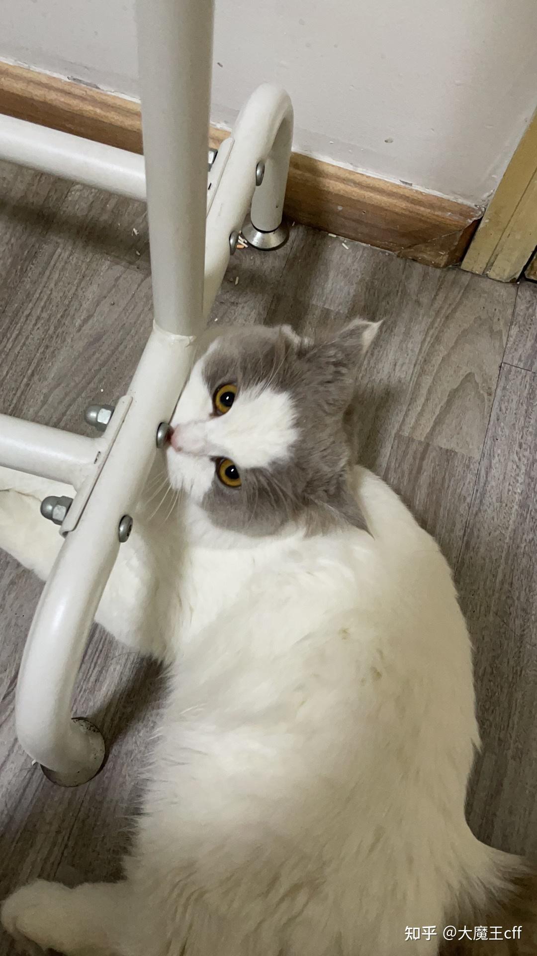 大伙有养英短串布偶的图嘛? - 知乎