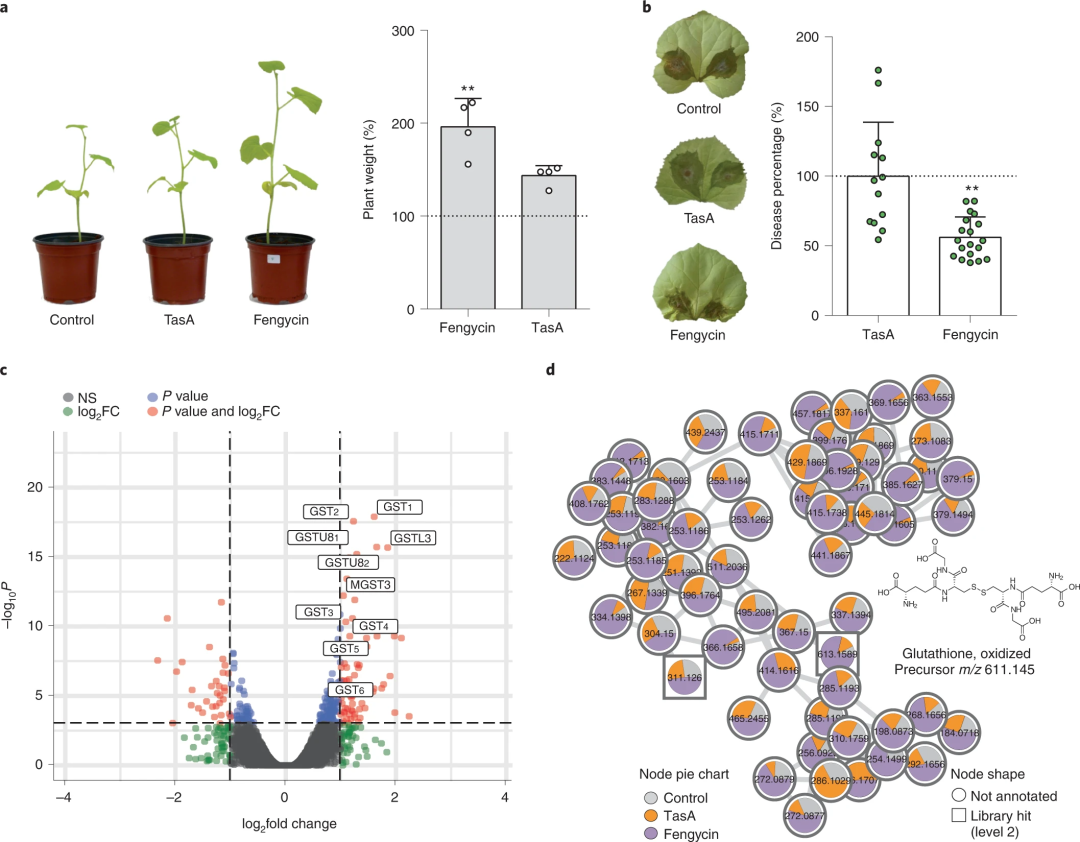 Nature Microbiology | 研究揭示植物根际促生菌促进甜瓜植株生长和抗真菌病害的机制! - 知乎