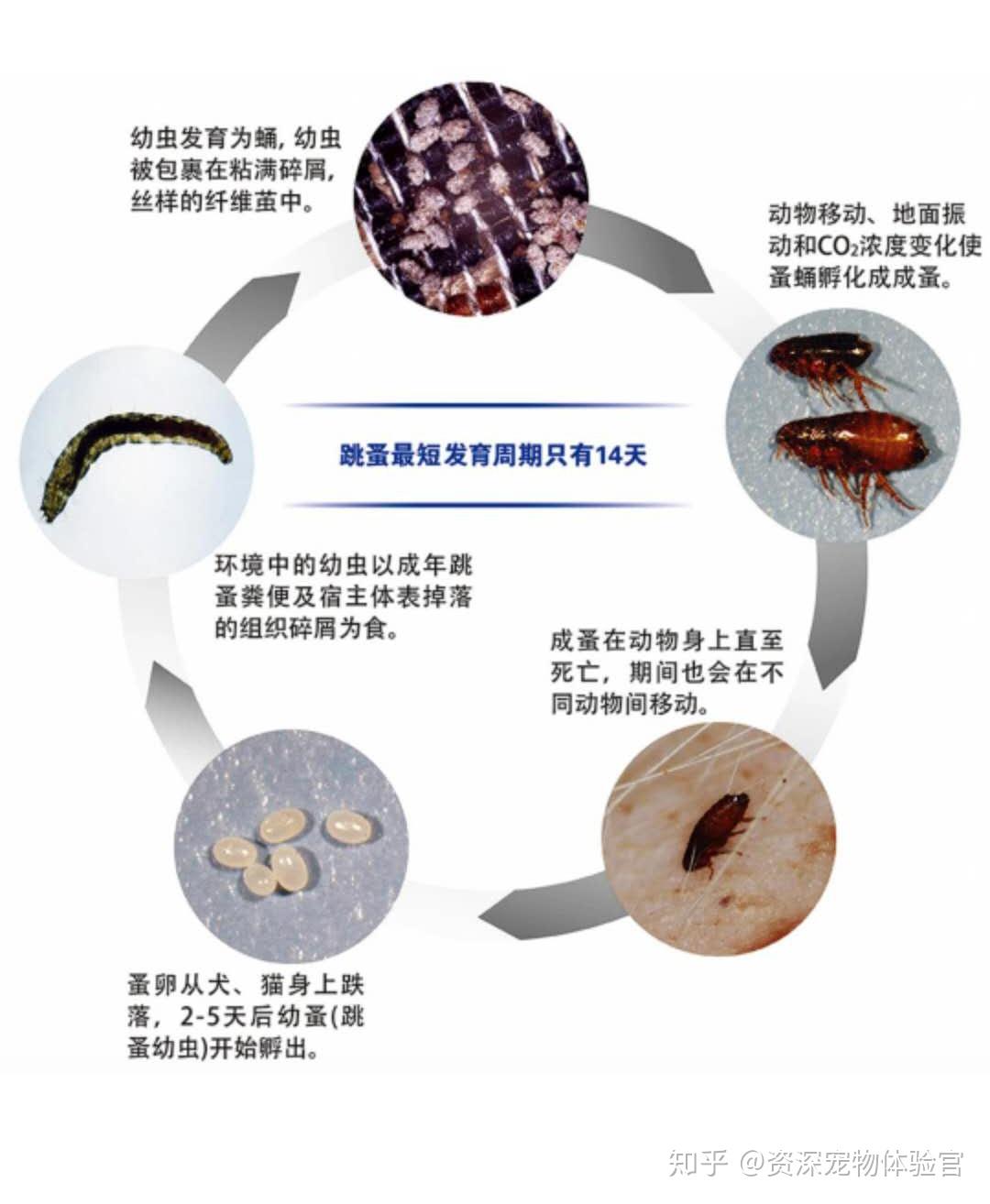 喷洒酒精是否能杀灭跳蚤