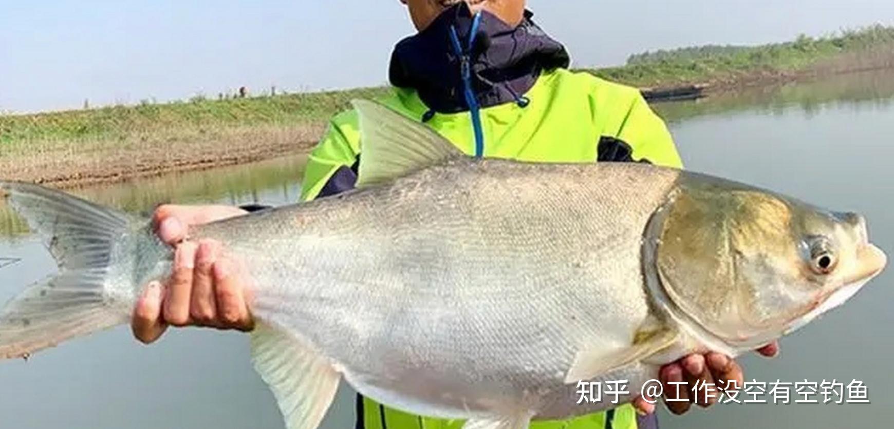 怎么钓鲢鳙?钓鲢鳙的秘籍:从新手到高手的进阶之路 - 知乎