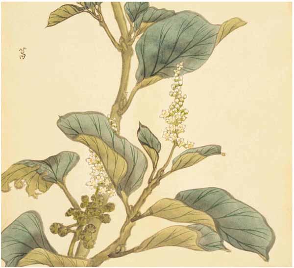《诗经》里87种唯美植物,你知道它们长什么样吗? - 知乎