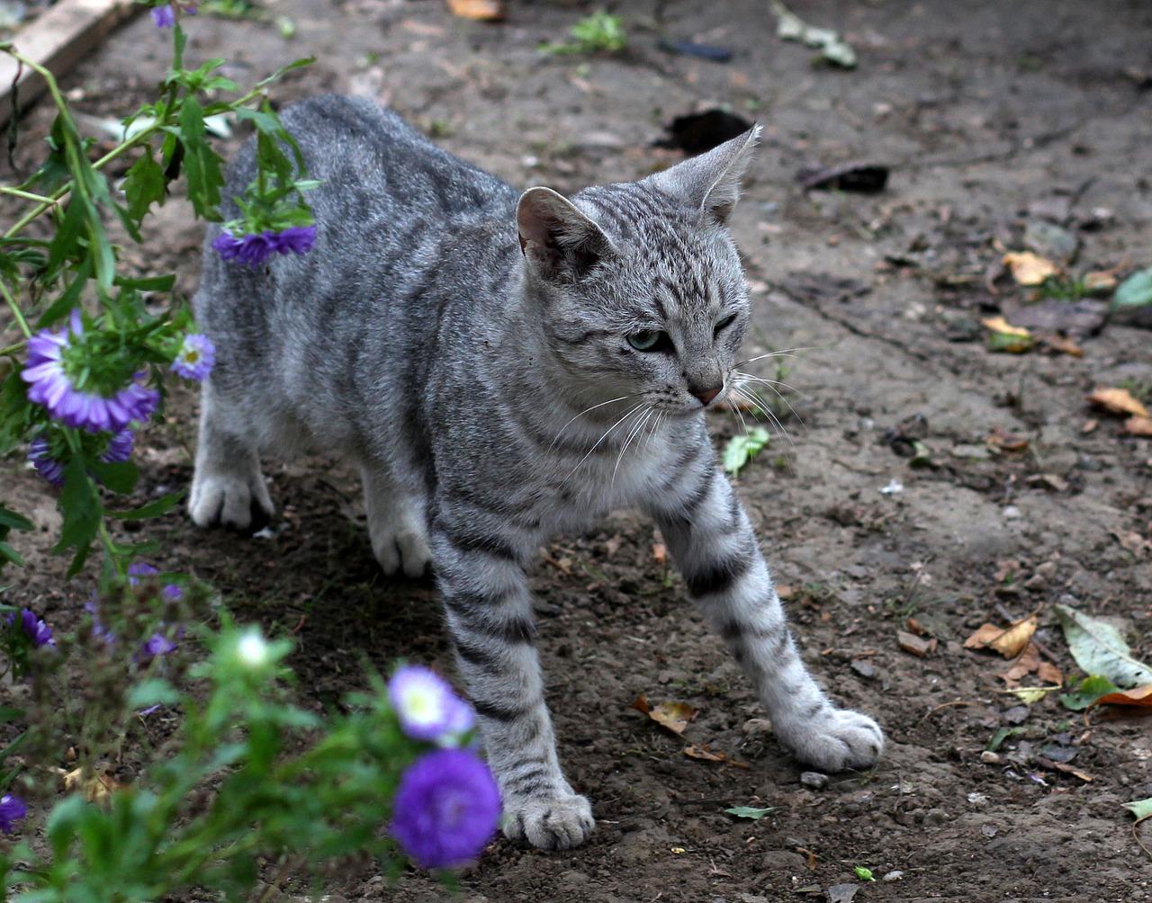 2. 鲜花消毒液选择