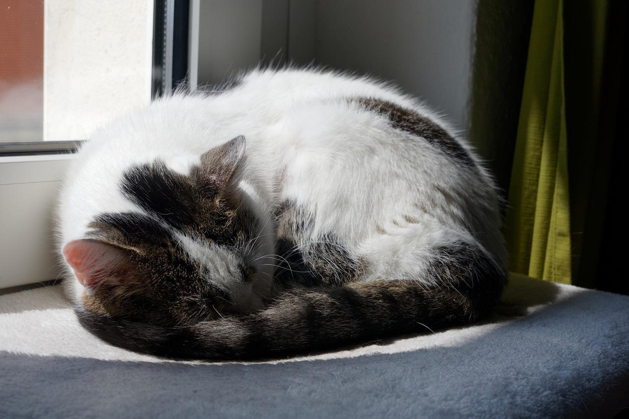 1. 毛球清洗技巧