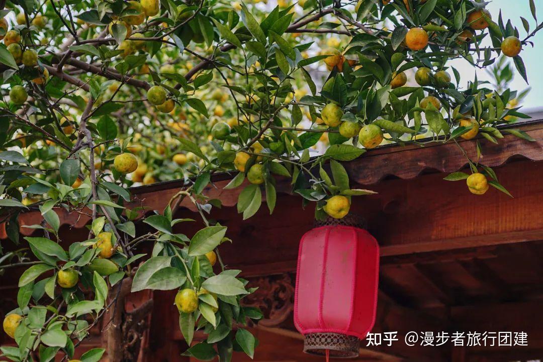 太湖橘子采摘团建活动，金秋十月，红橘采摘正当时~ - 知乎