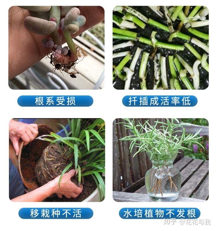 养花必备6种药，对于花卉常见虫害和养护，效果出奇的好！ - 知乎