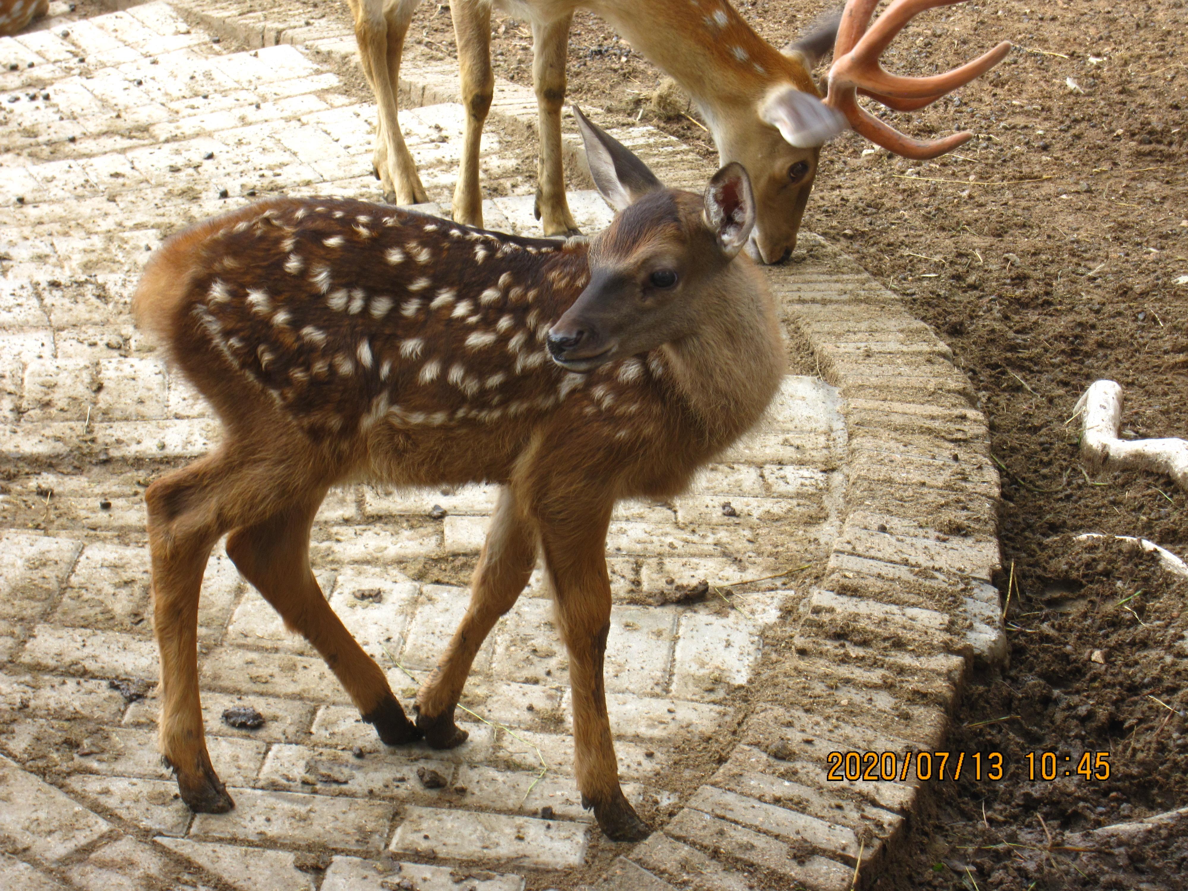 怎样区分幼年的羚羊和鹿