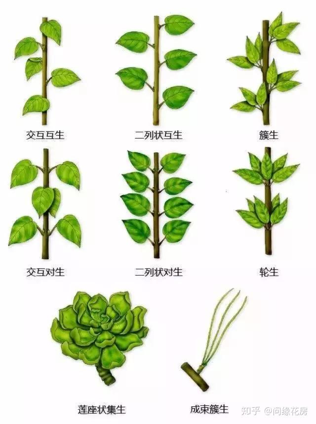 最全的植物形态图解 ，让你轻松认识所有植物！ - 知乎
