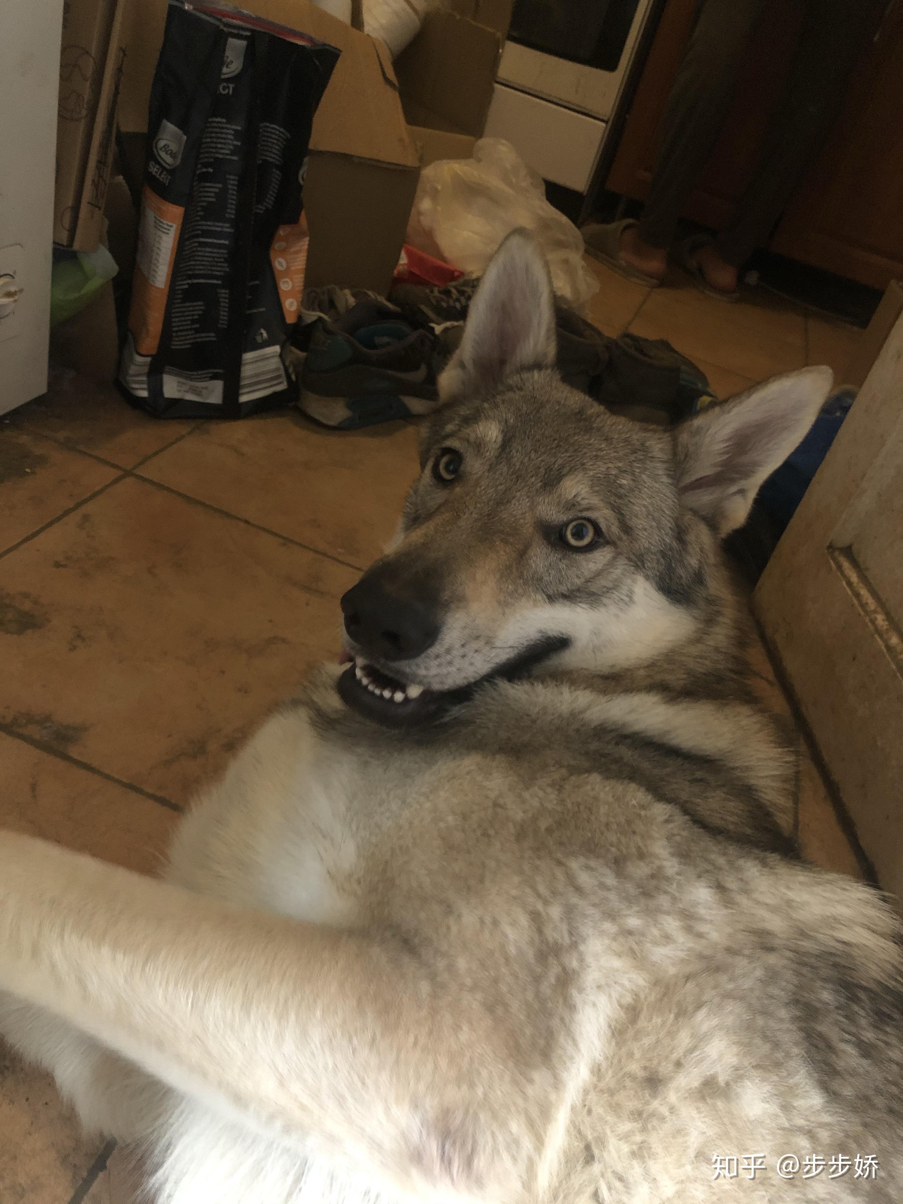 捷克狼犬到底是什么样的狗狗 - 知乎