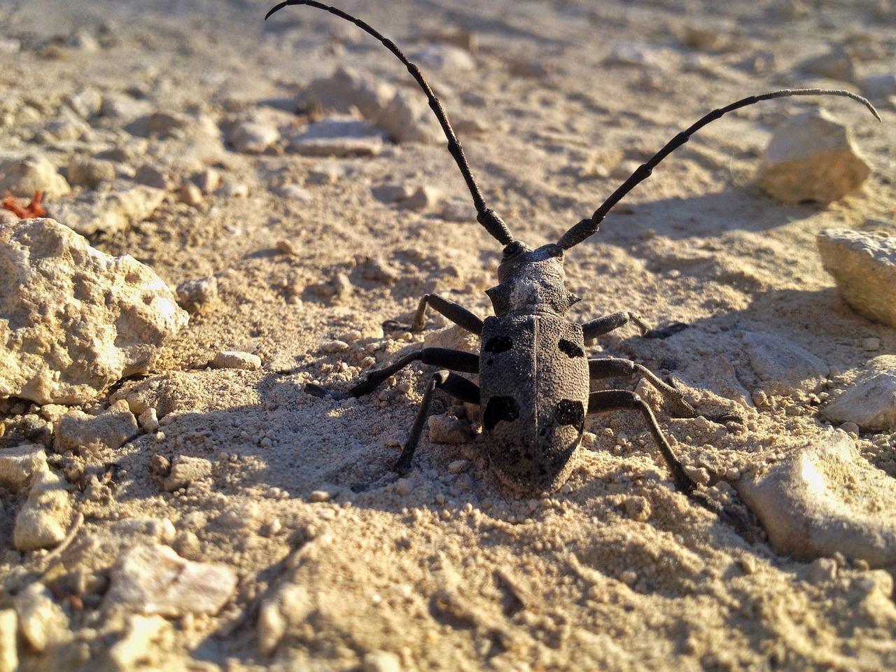 家茸天牛用什么药