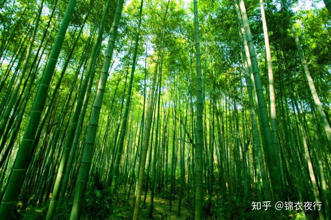 日本武士真穿凉席打仗吗?说说古代竹制铠甲的那些事 - 知乎