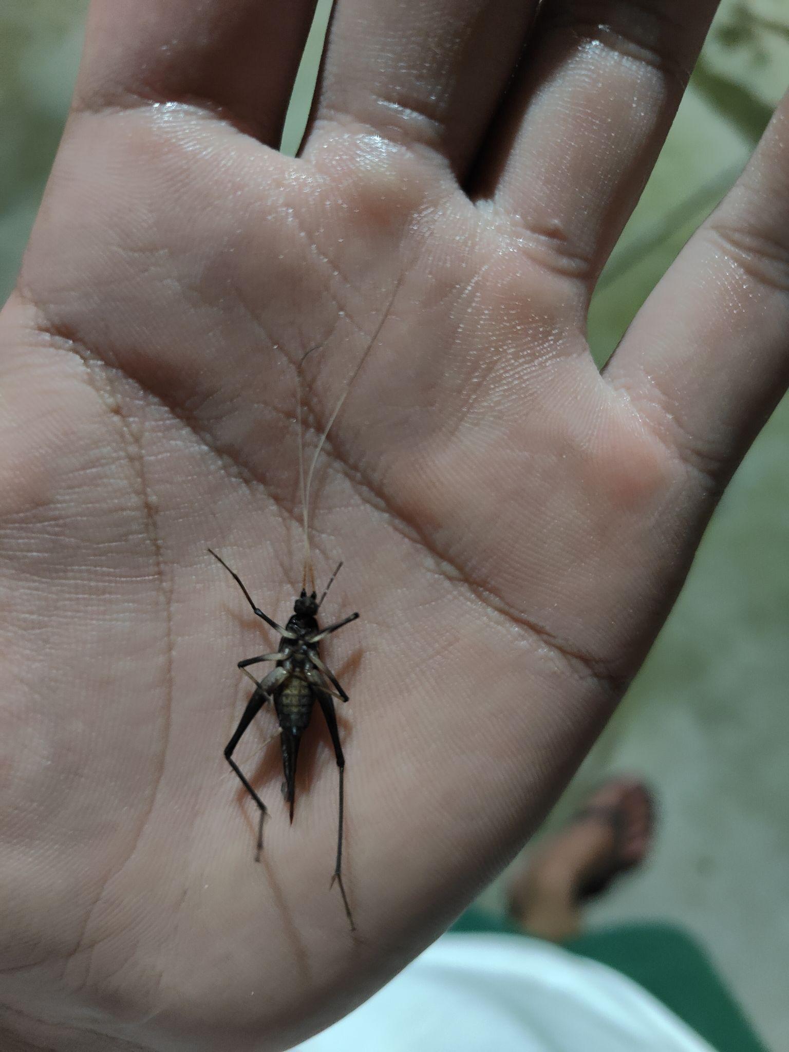 这是什么像蟋蟀但是头很小