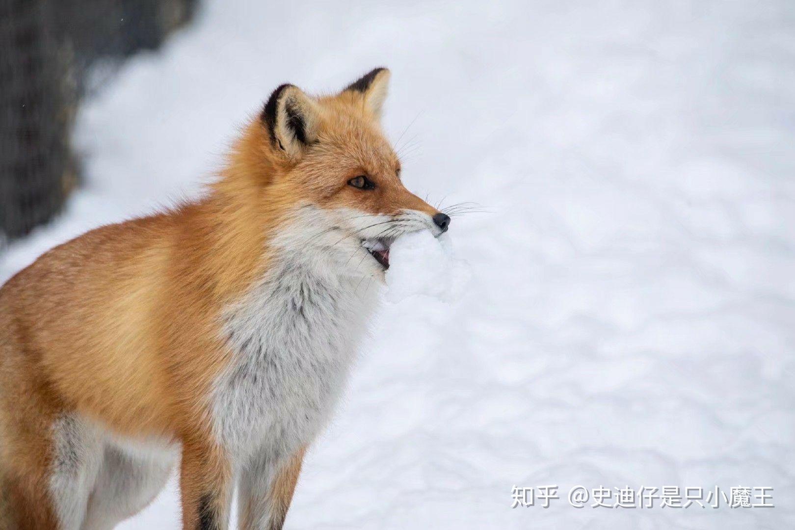 宠物狐狸和宠物貂可以养在一起吗. - 知乎