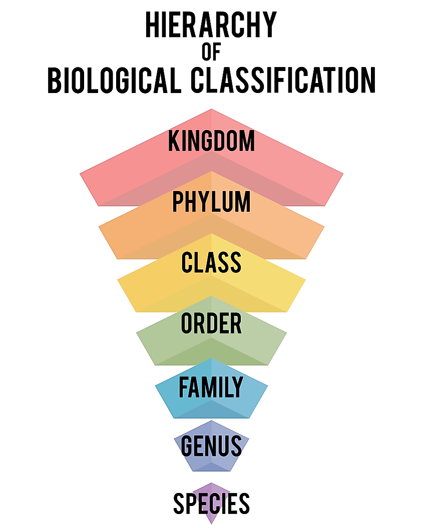每日一词:生物学分类 (Biological classification) - 知乎