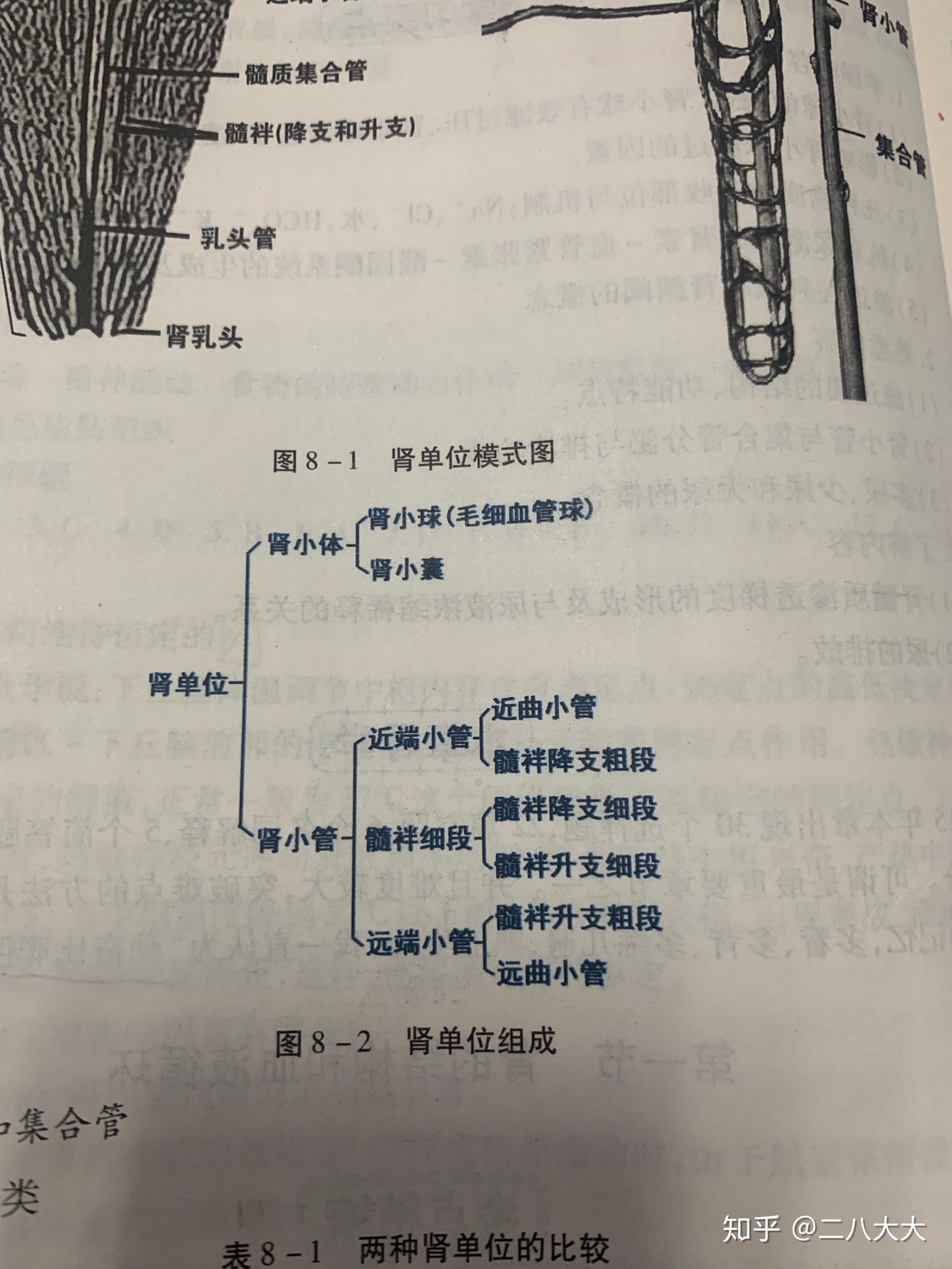 肾小管结构示意图图片