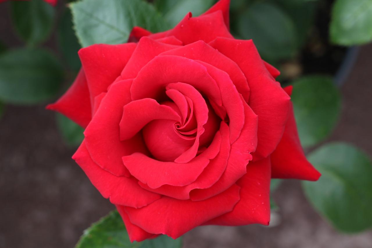 紫色与粉色是什么颜色