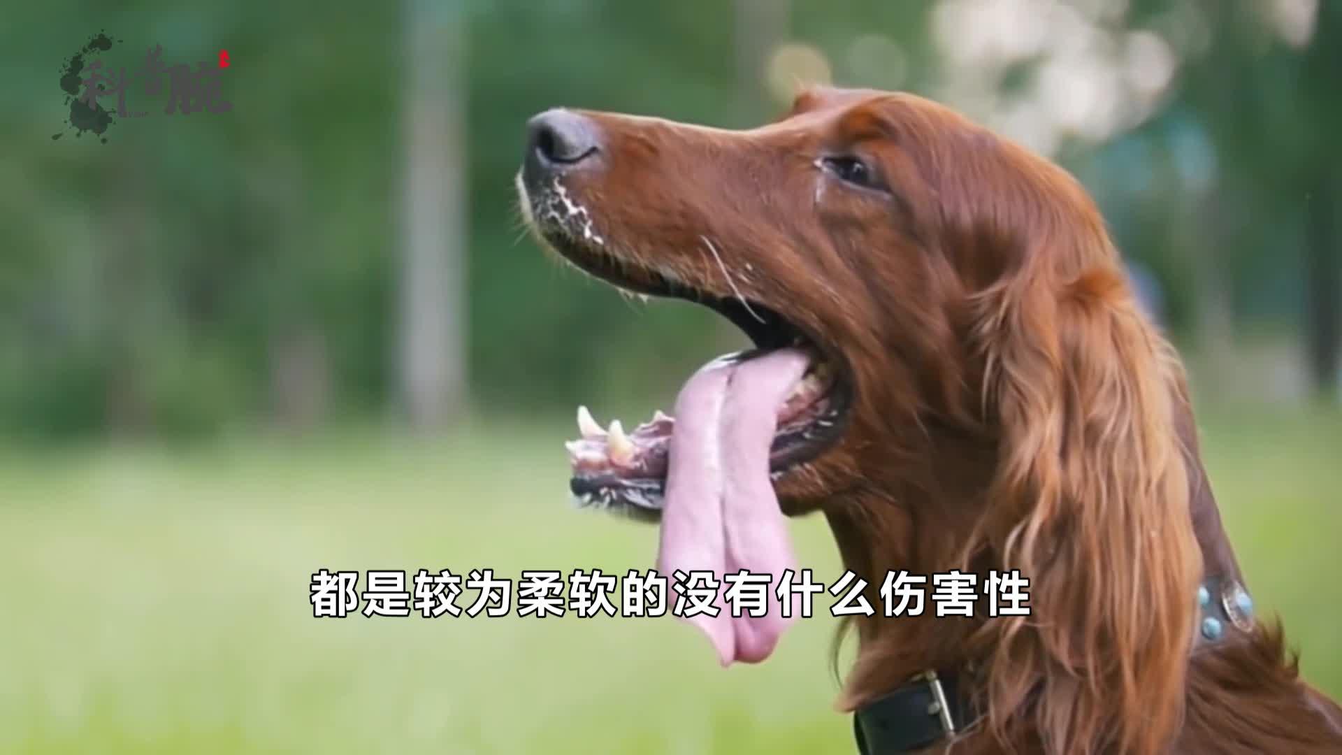 老虎的舌头上都是倒刺,有什么作用? - 知乎