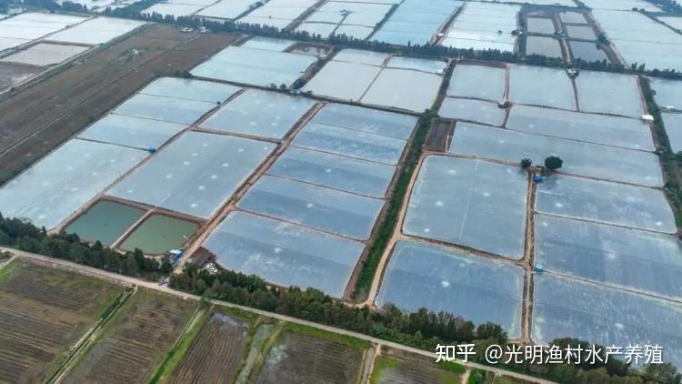 广东罗氏沼虾产业崛起全纪录：从10只珍稀种虾到年销10亿尾的全链革命 - 知乎