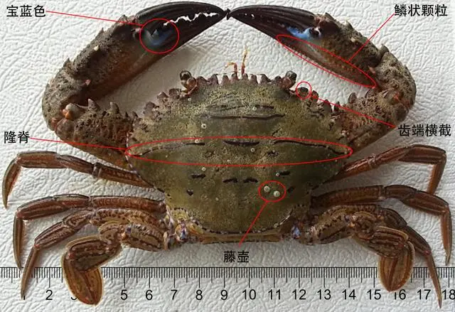 蟹图 蟹考记（八）：全球常见食用蟹图鉴——梭子蟹总科（作者：Zam） - 知乎