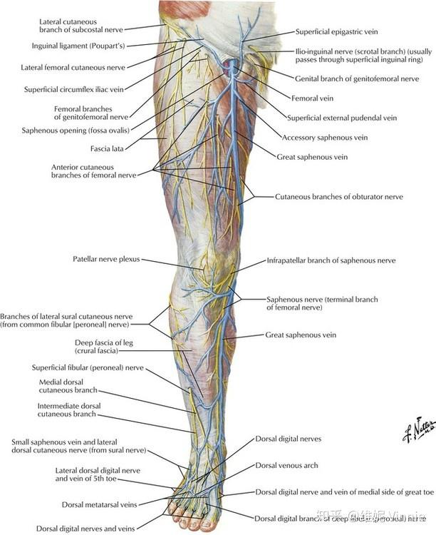 腿部神经分布图图片