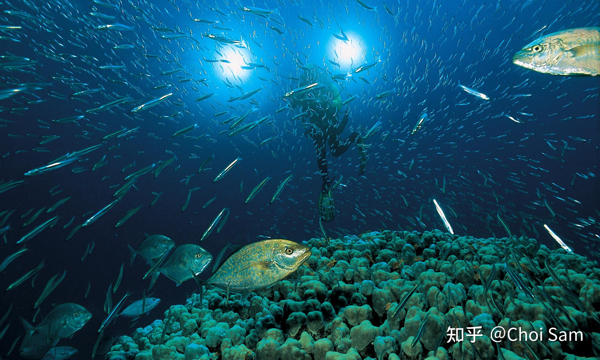 為什麼深海魚類照不到陽光卻富含維生素d呢