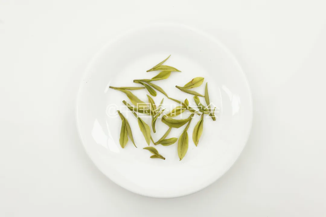 茶科普 | 每周识茶:鲜的味道我知道!聊一聊茶叶的白化与黄化① - 知乎