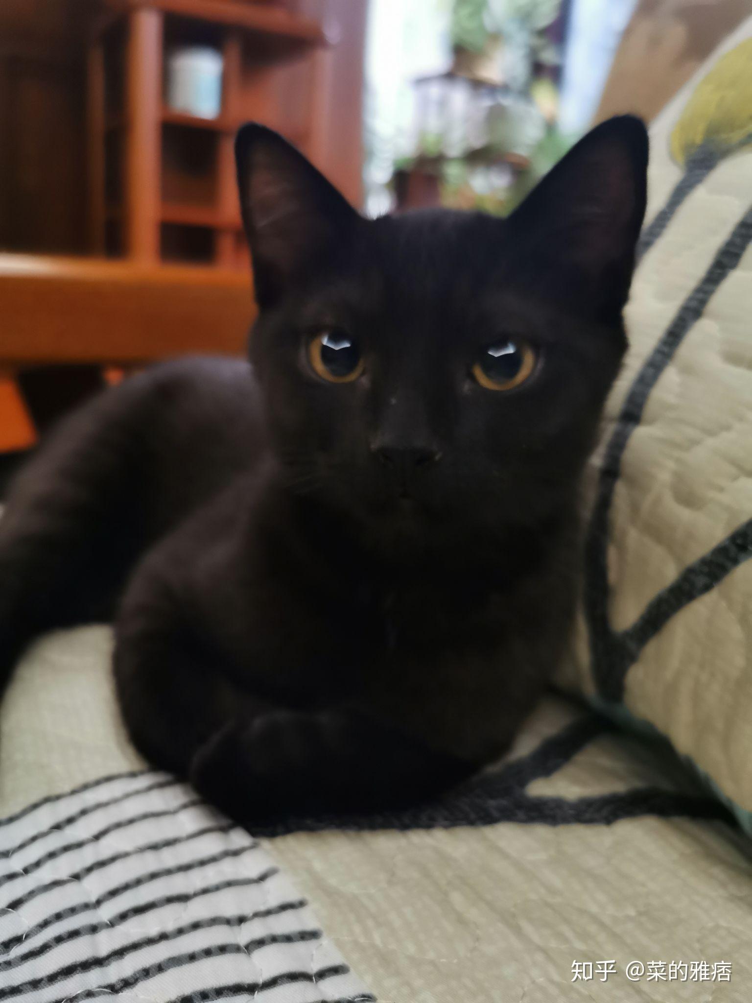 暹罗猫和英短交配能生出纯黑色的小猫吗?