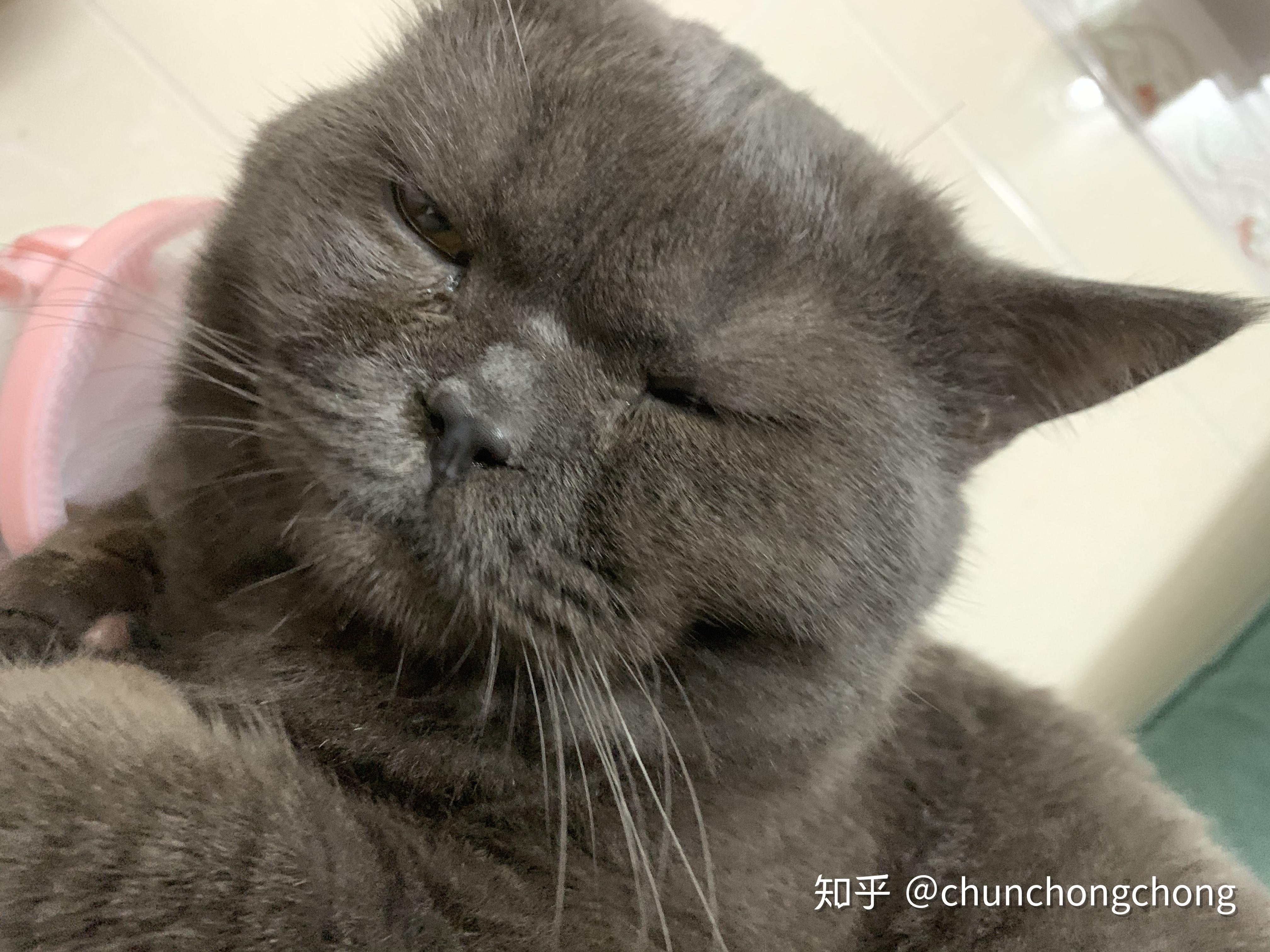 为什么我家蓝猫总是很委屈?不高兴?