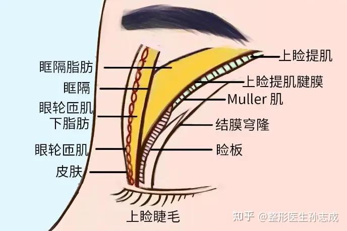 眉部美学与抗衰设计指南:从解剖到实战的完整方案 - 知乎