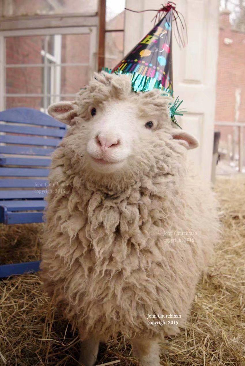 有没有可爱小羊的图片呀