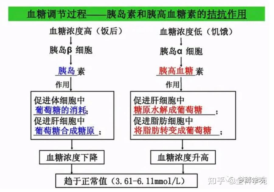 糖尿病血糖调节过程一胰岛素和胰高血糖素的拮抗作用