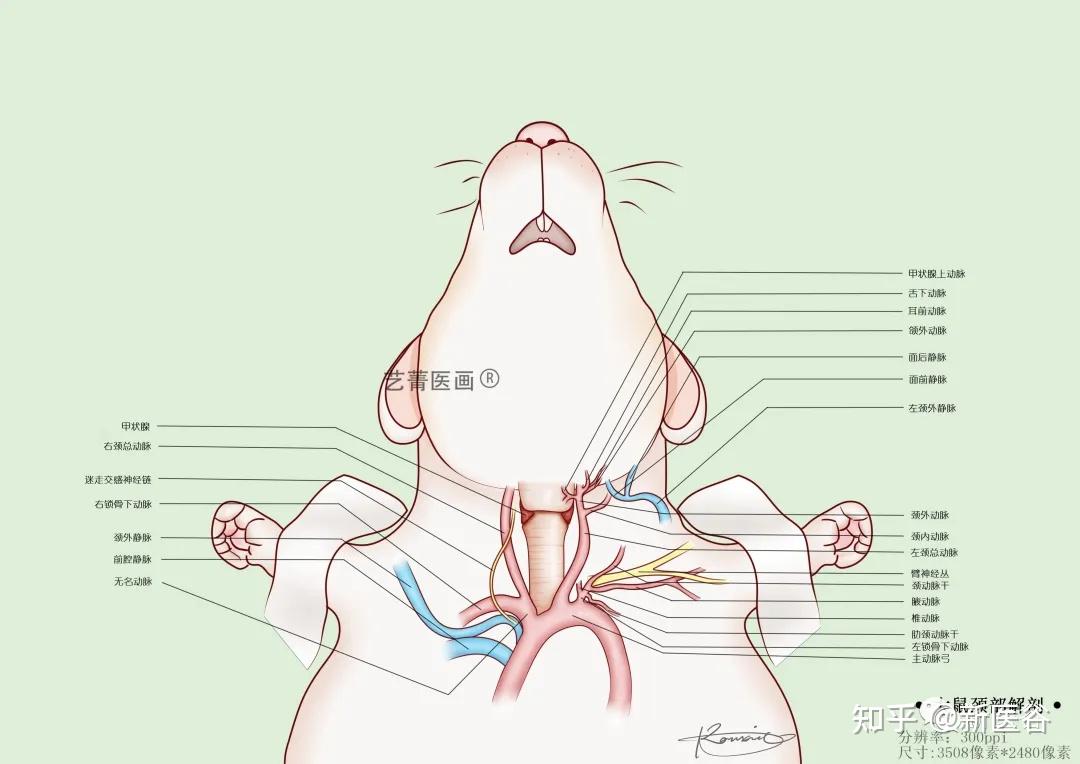 小鼠颈总动脉示意图图片