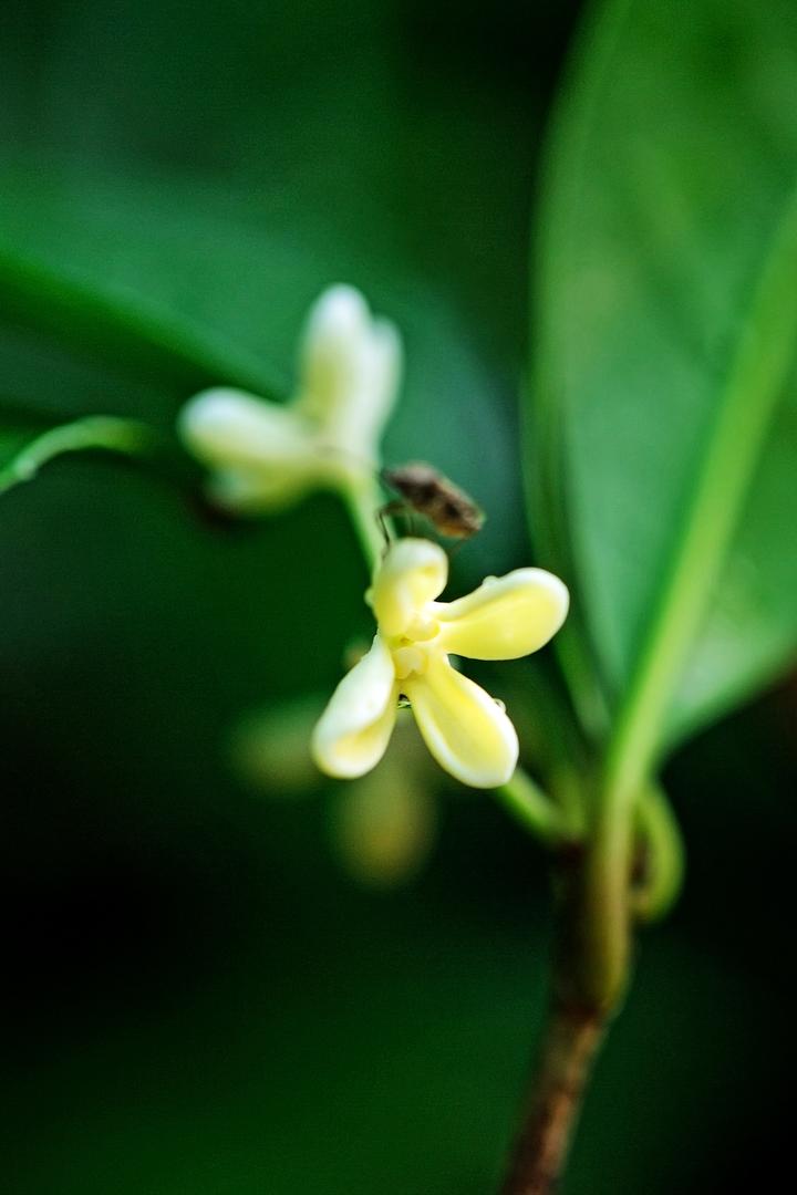 #岚樨桂花面膜#起源 - 知乎