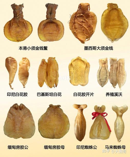 花胶是什么?怎么选购优质花胶,这篇文章说全了! - 知乎