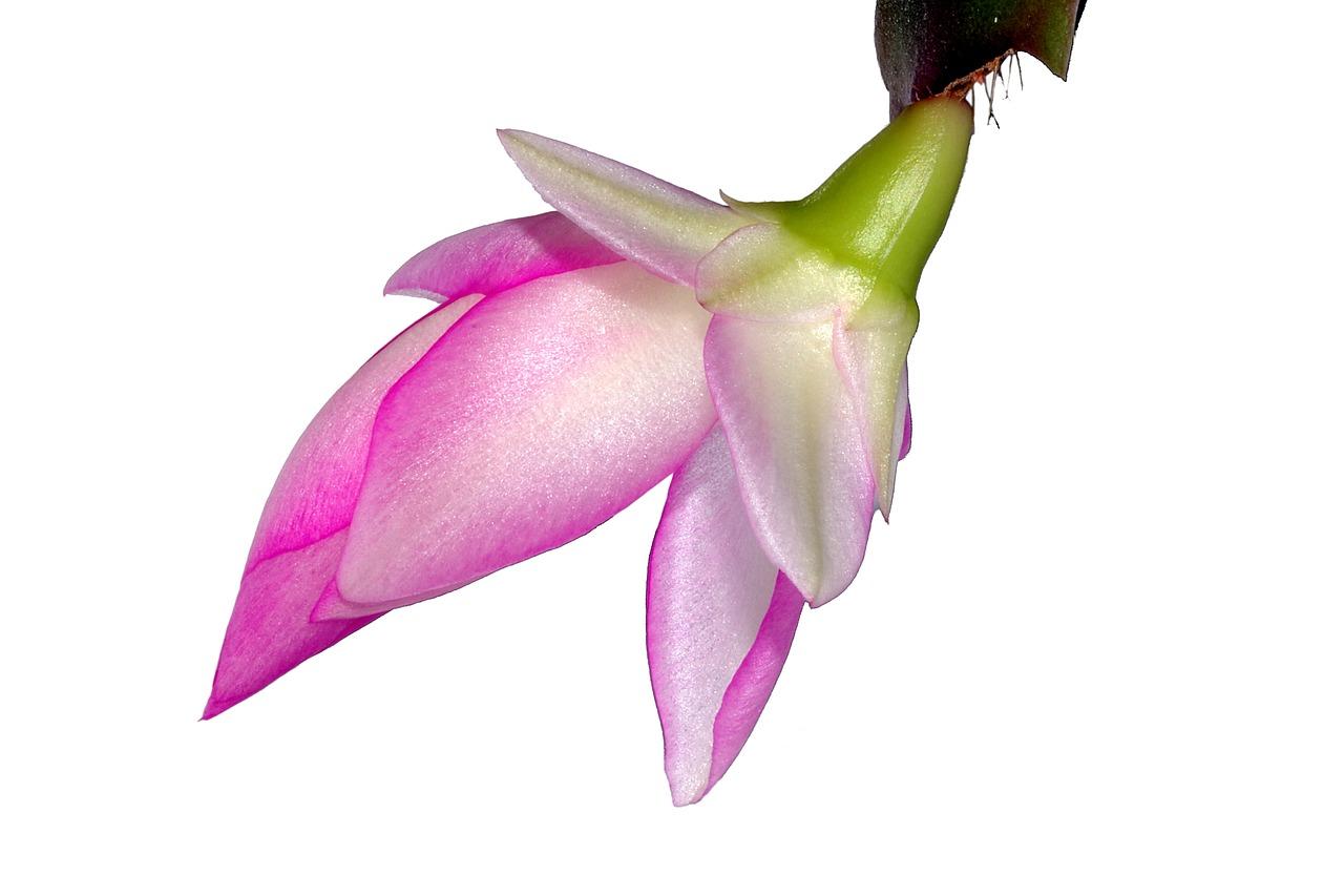 扦插虎皮兰用什么土