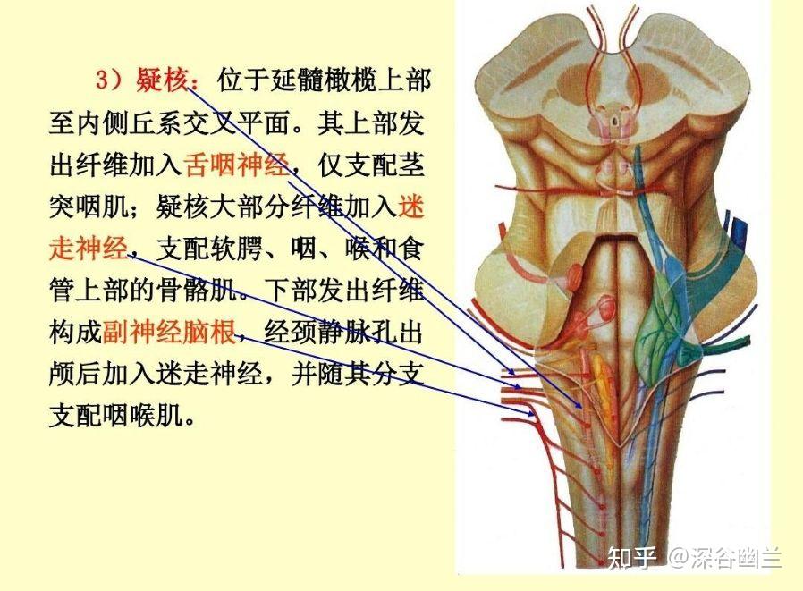 舌咽神经 - 知乎