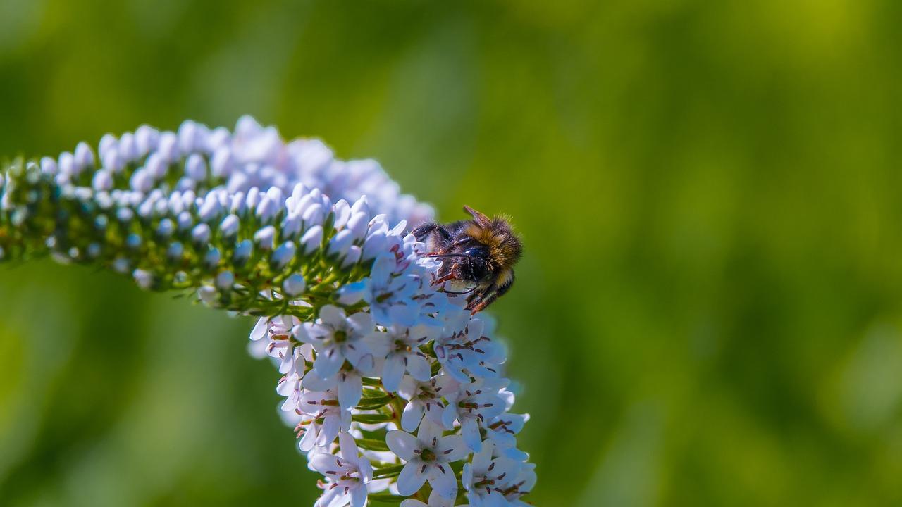 4. 授粉手法要轻柔