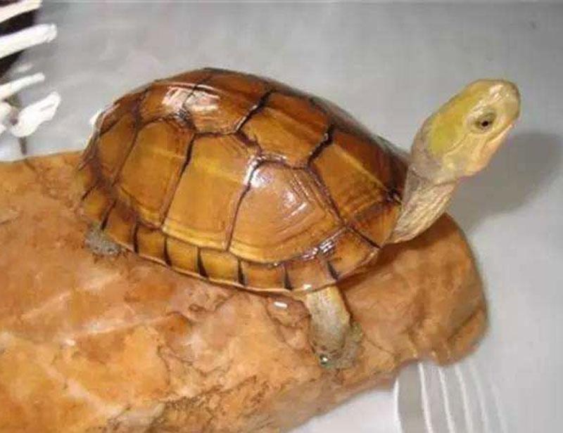 怎么饲养小青龟