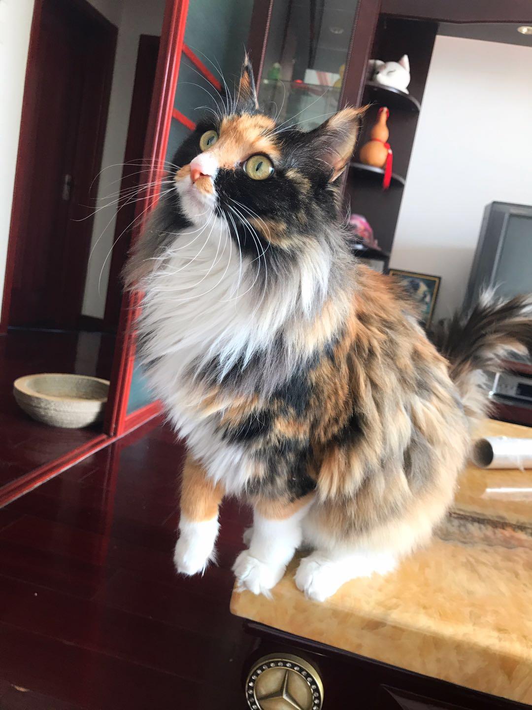 玳瑁猫有没有貌美的例外存在? - 知乎