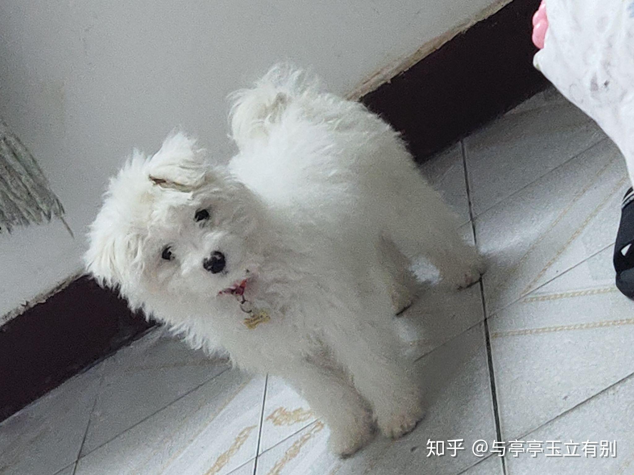 买了一只博美和泰迪的串感觉被骗了