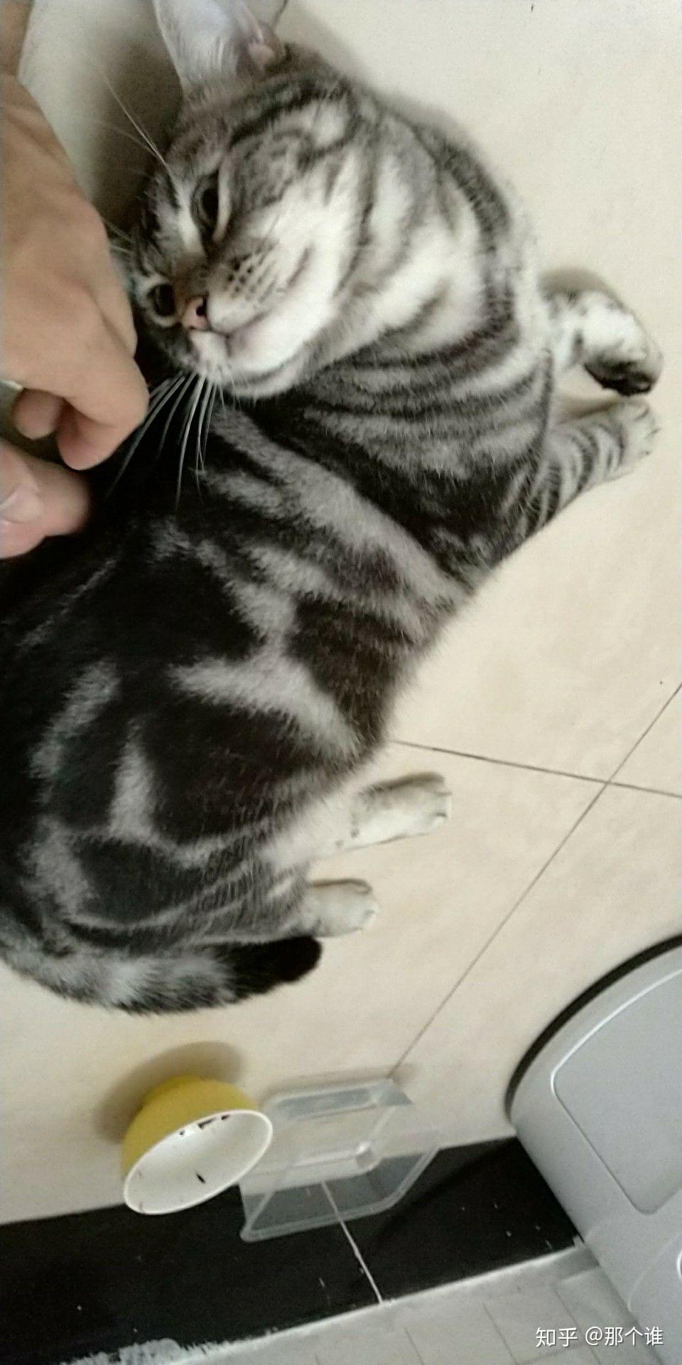 如何让猫起鸡皮疙瘩图片(为什么看到猫会起鸡皮疙瘩) 如何让猫起鸡皮疙瘩图片(为什么看到猫会起鸡皮疙瘩)