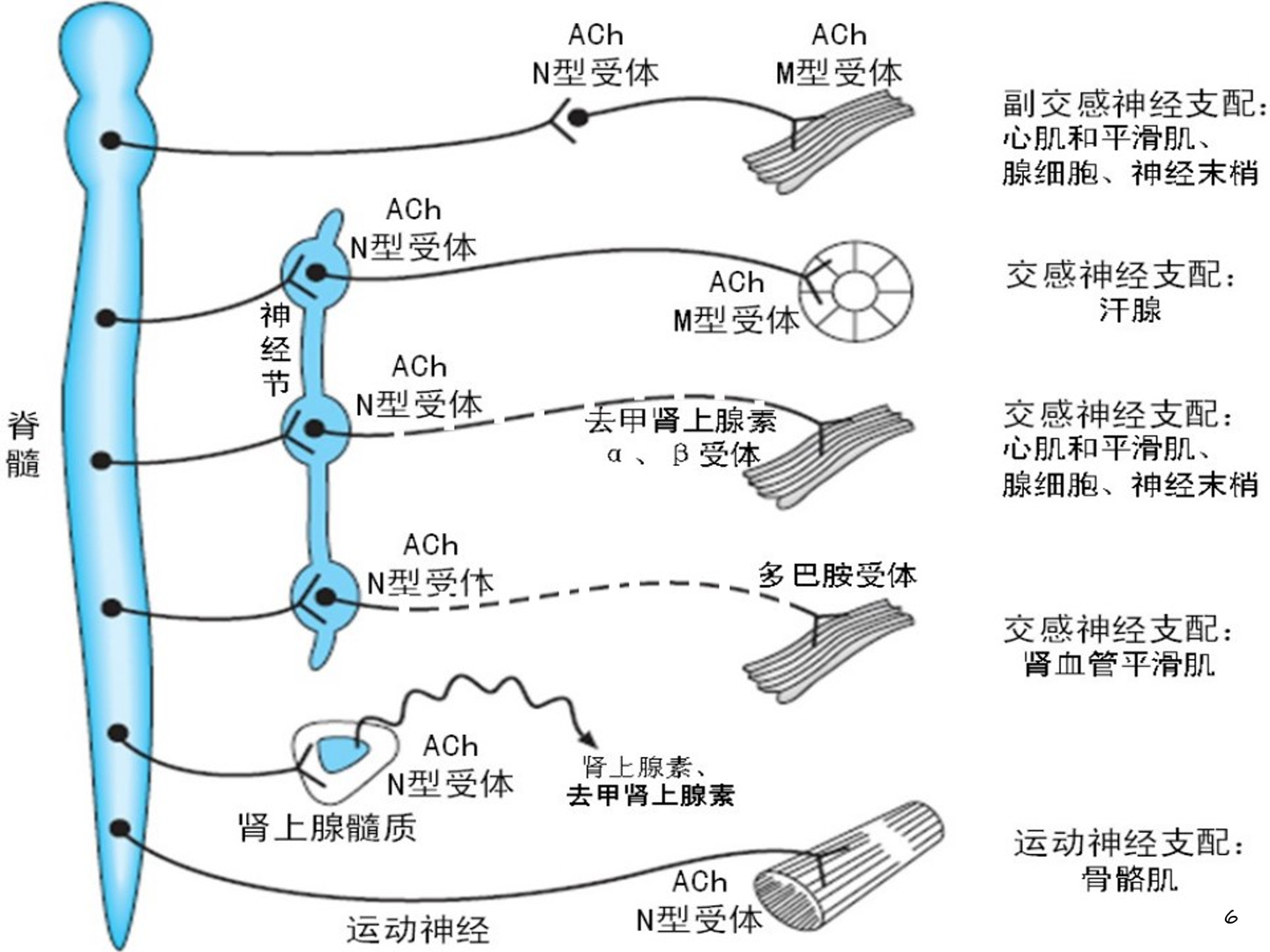 药理学——传出神经系统药理概论- 知乎
